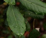 Xymalos monospora