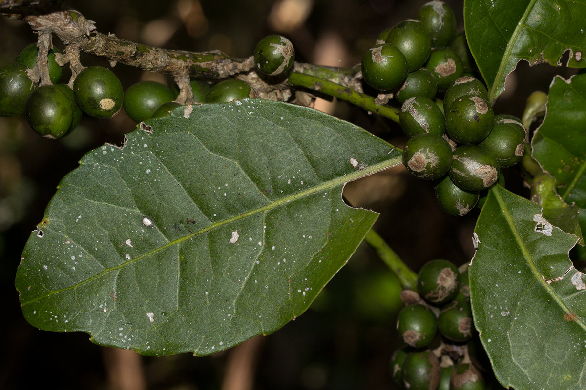 Xymalos monospora