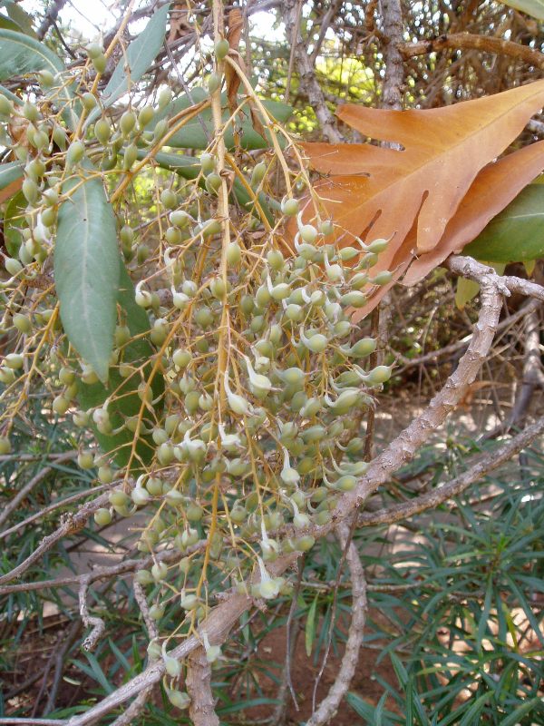 Bocconia arborea