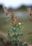 Argemone mexicana