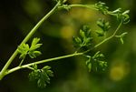 Fumaria muralis