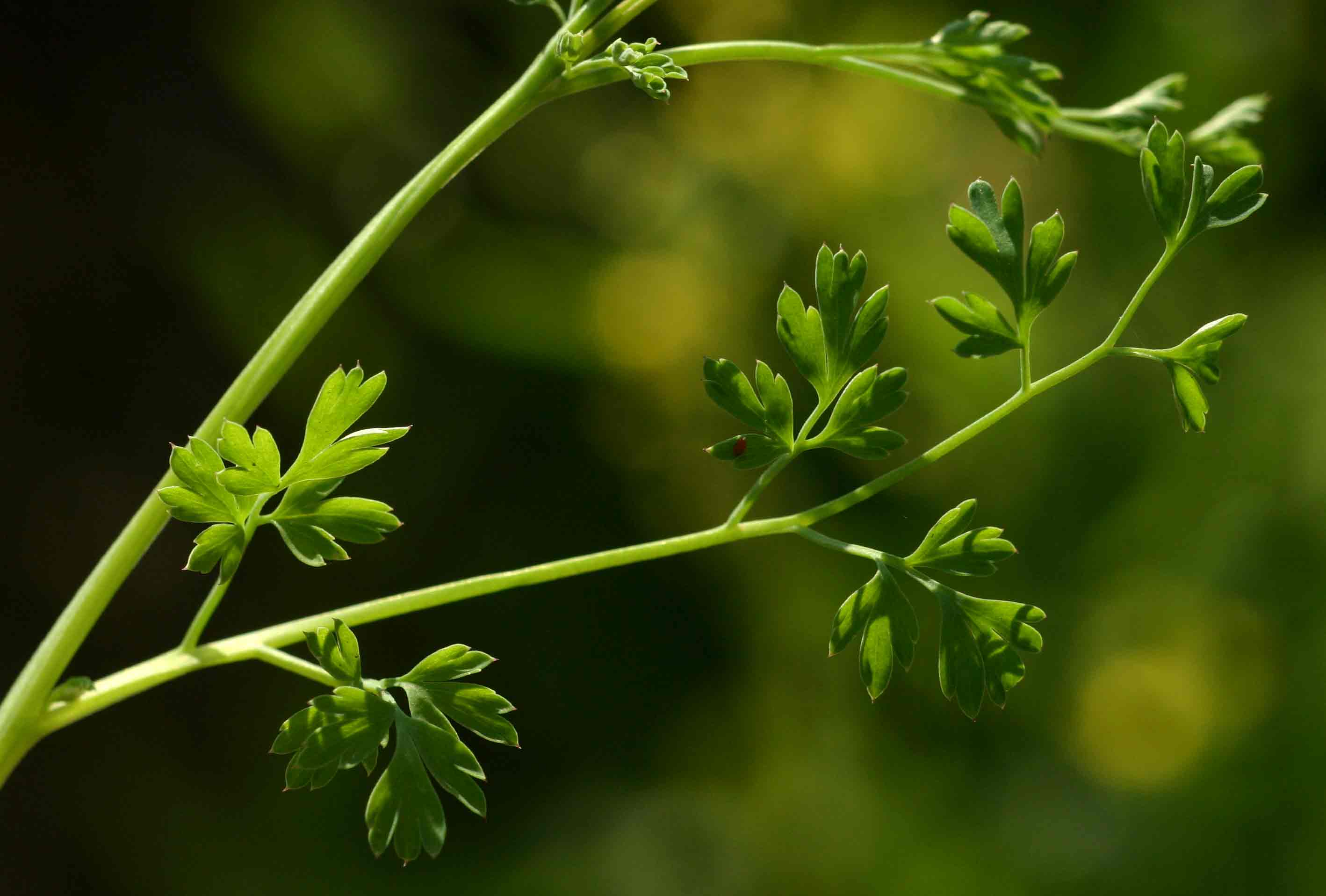 Fumaria muralis