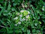 Nasturtium officinale