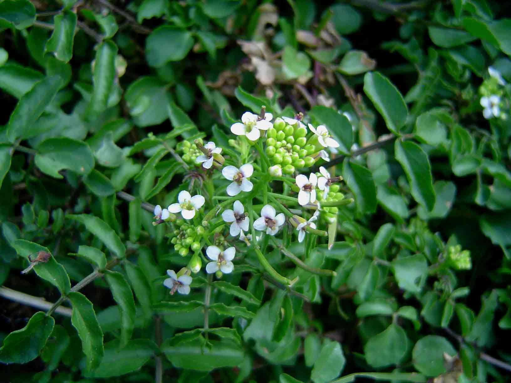 Nasturtium officinale