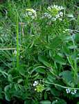 Nasturtium officinale