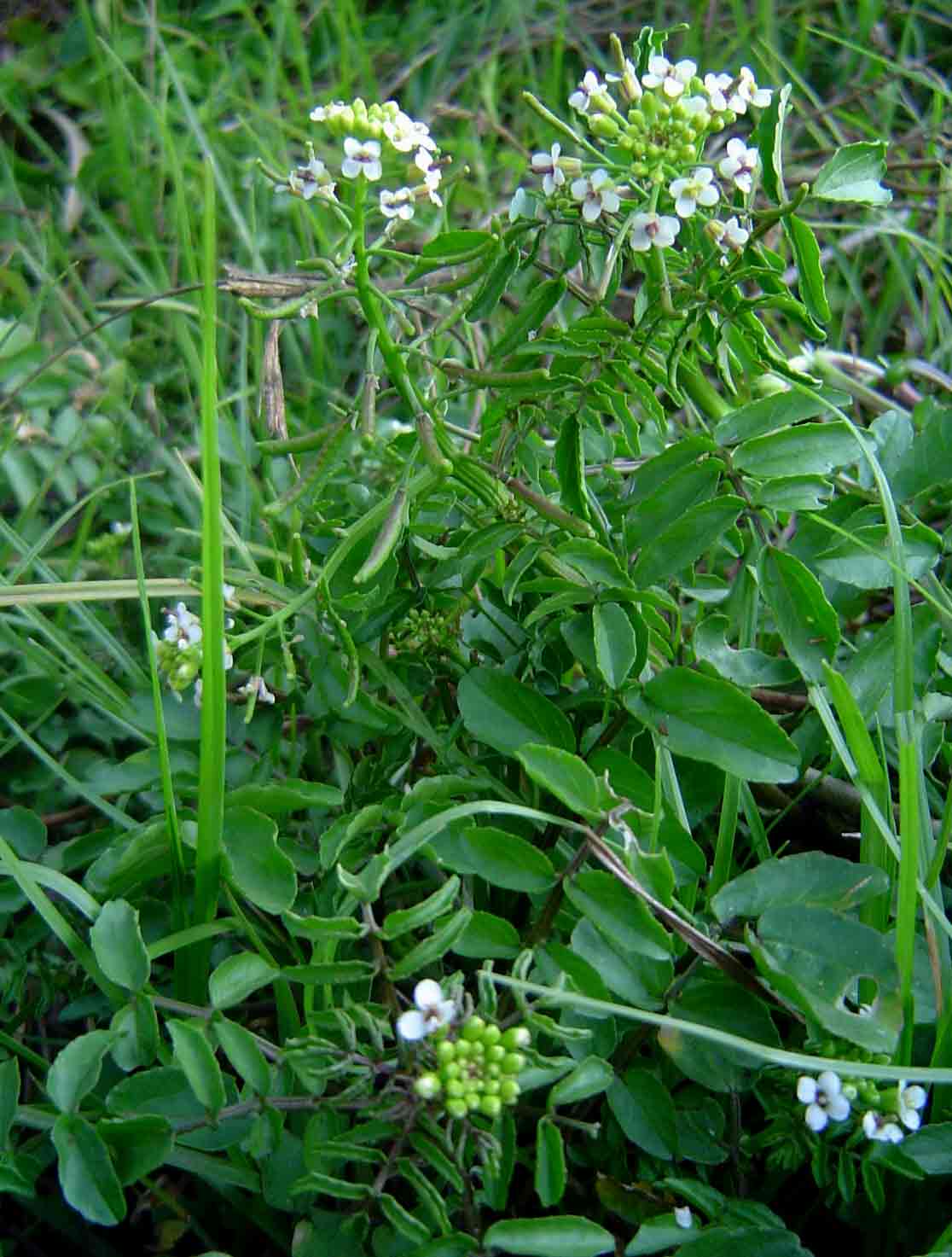 Nasturtium officinale