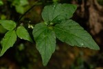 Cardamine africana