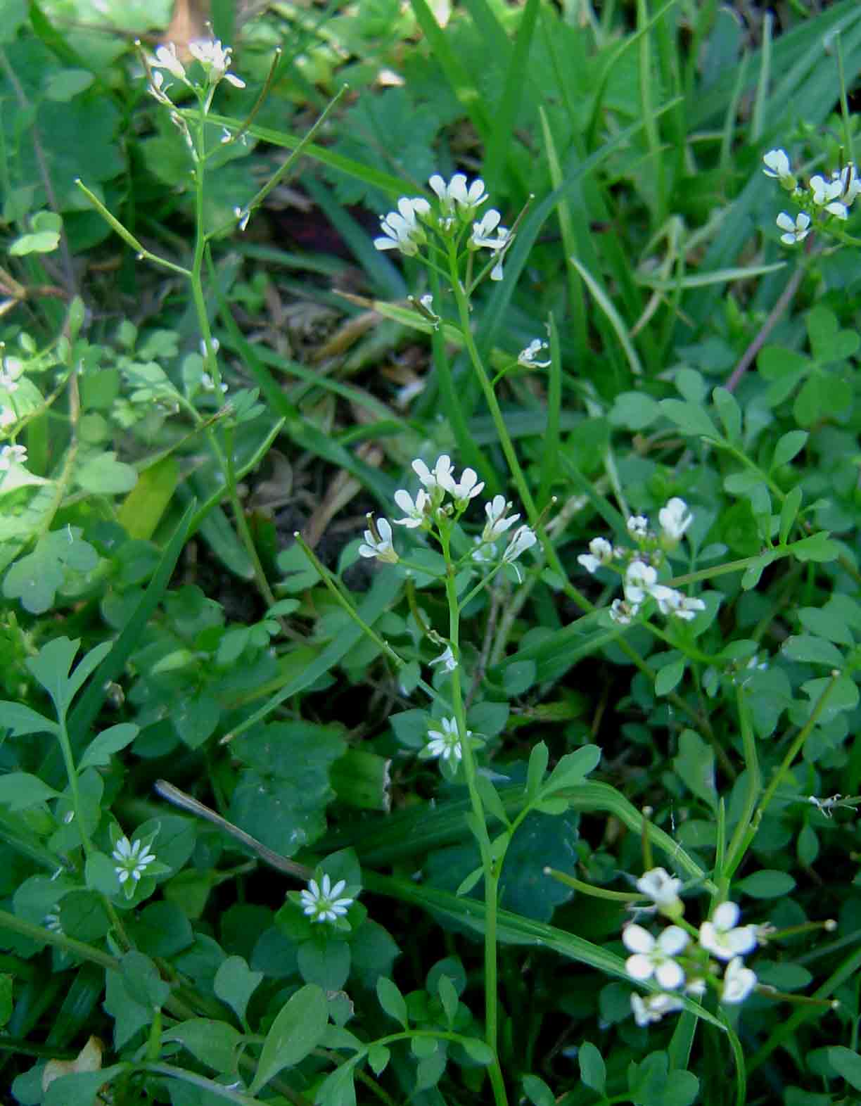 Cardamine flexuosa Cardamine flexuosa