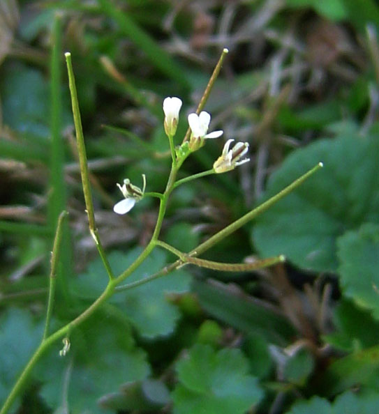 Cardamine flexuosa Cardamine flexuosa
