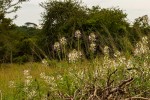 Cleome gynandra