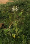 Cleome gynandra