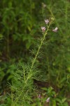 Cleome hirta