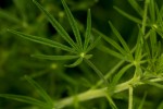 Cleome hirta