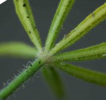 Cleome hirta