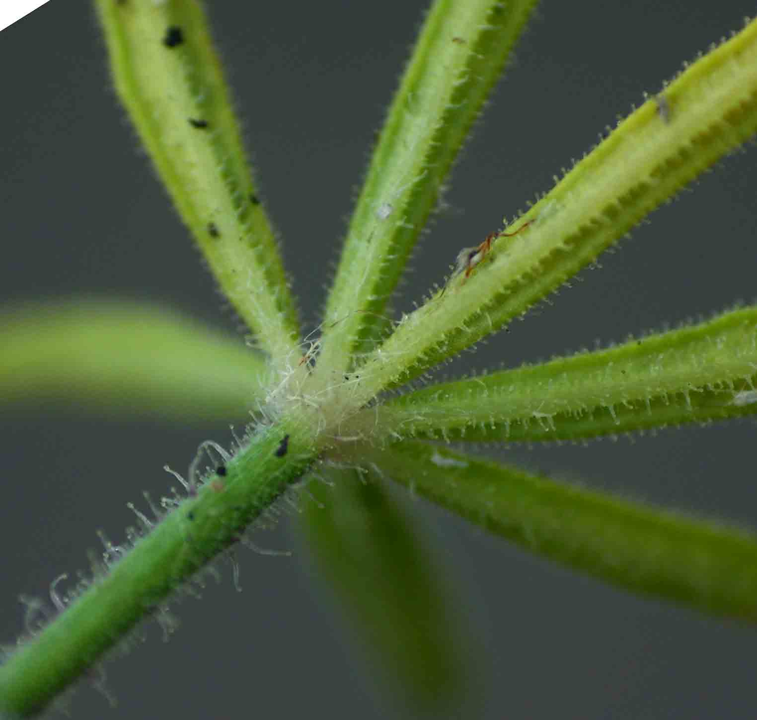 Cleome hirta
