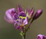 Cleome hirta
