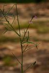 Cleome macrophylla var. macrophylla