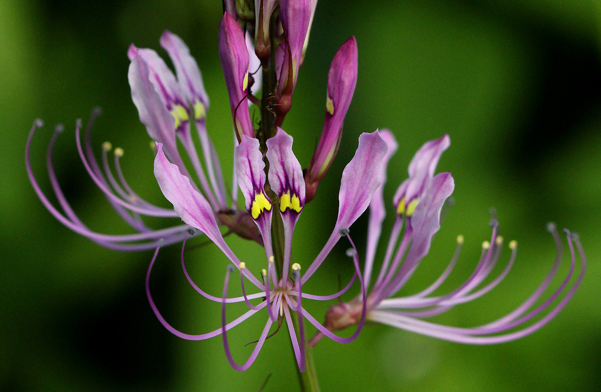 Cleome macrophylla var. macrophylla