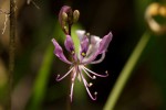 Cleome macrophylla var. macrophylla