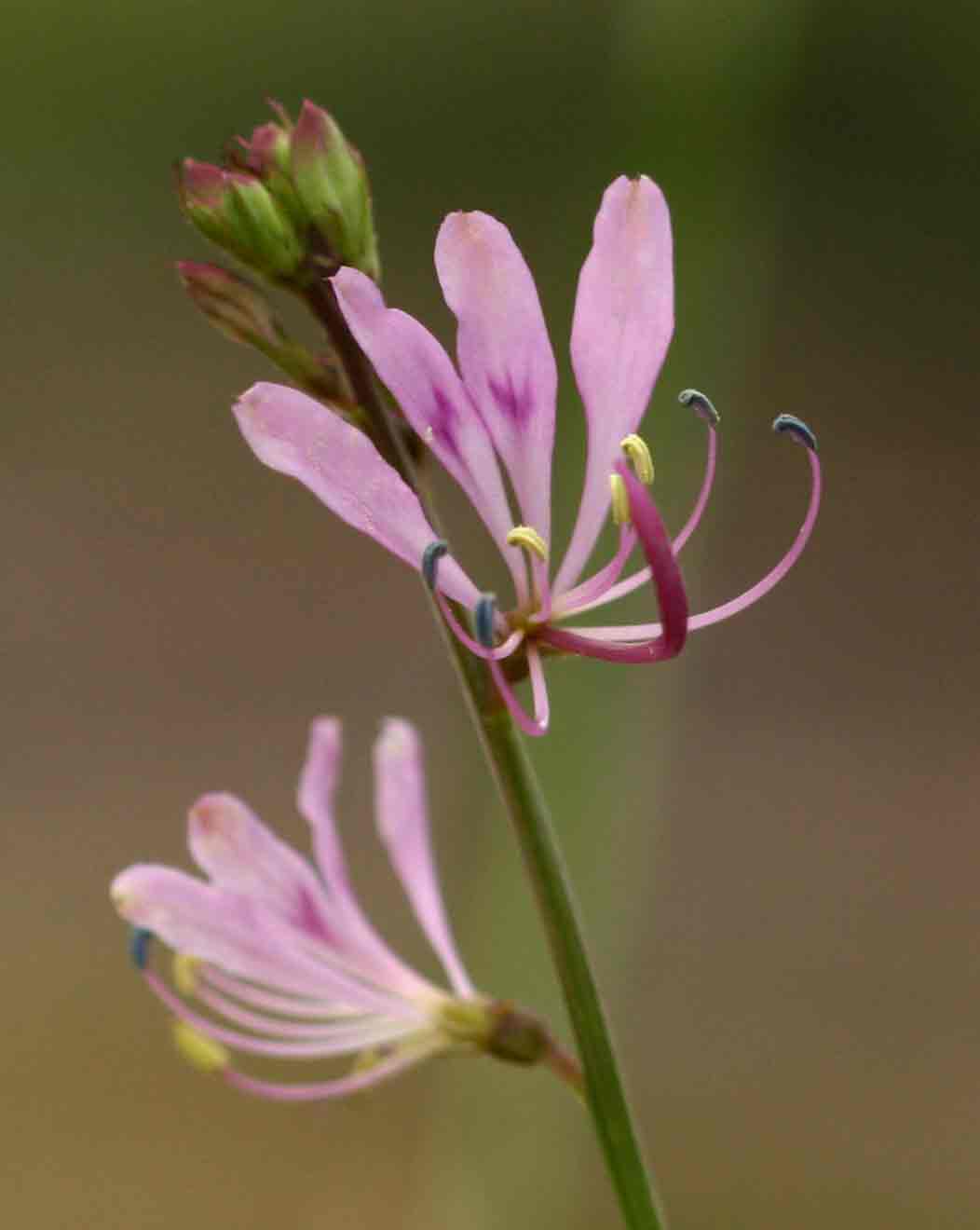 Cleome macrophylla var. macrophylla