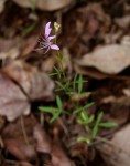 Cleome macrophylla var. macrophylla