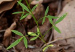 Cleome macrophylla var. macrophylla
