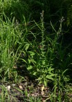 Cleome monophylla