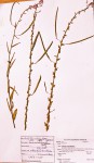 Cleome monophylla
