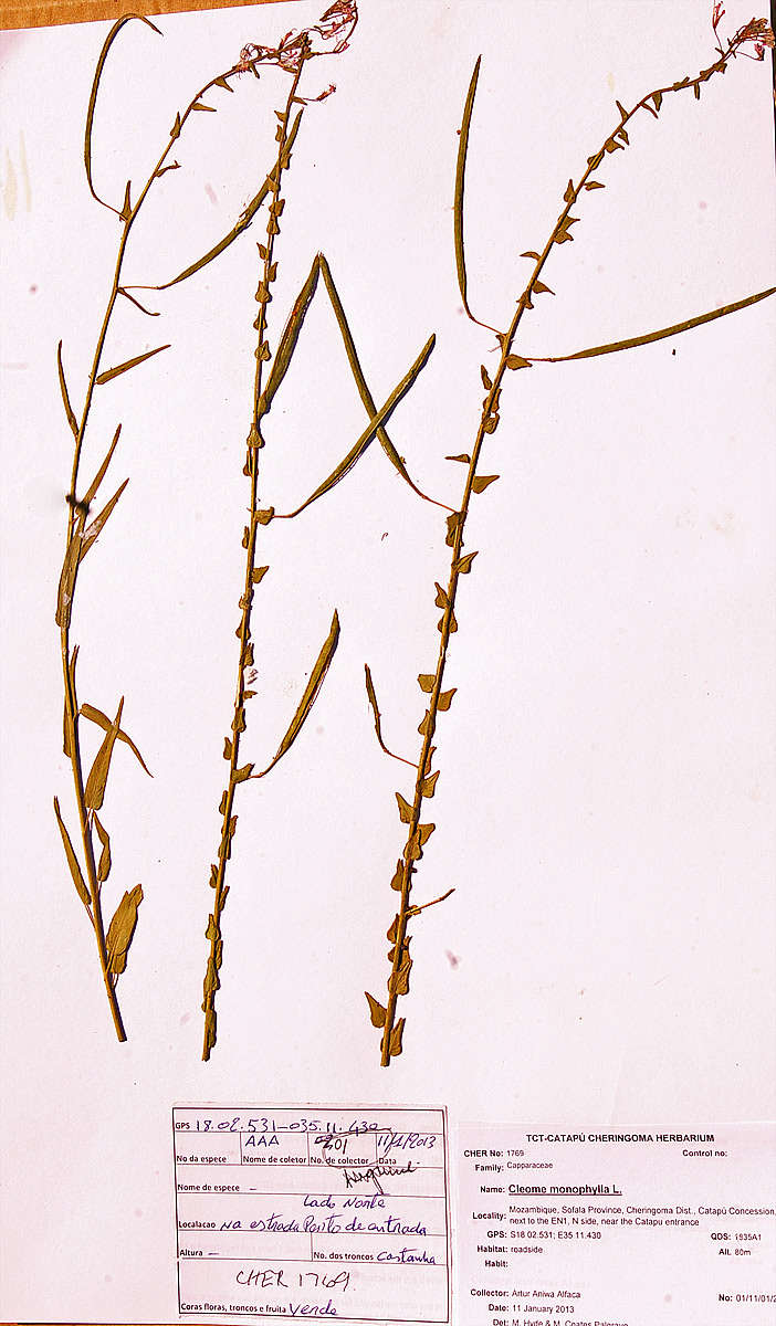 Cleome monophylla