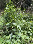 Ritchiea albersii