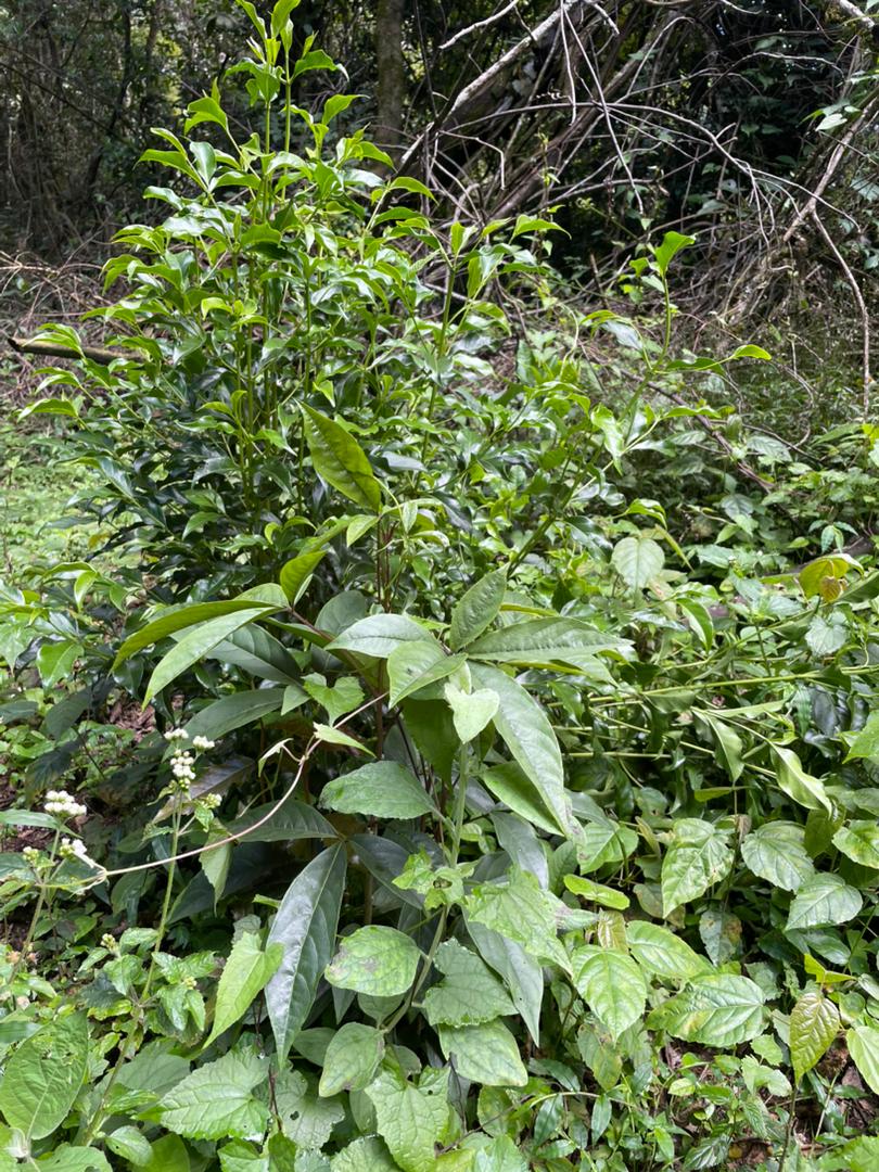 Ritchiea albersii