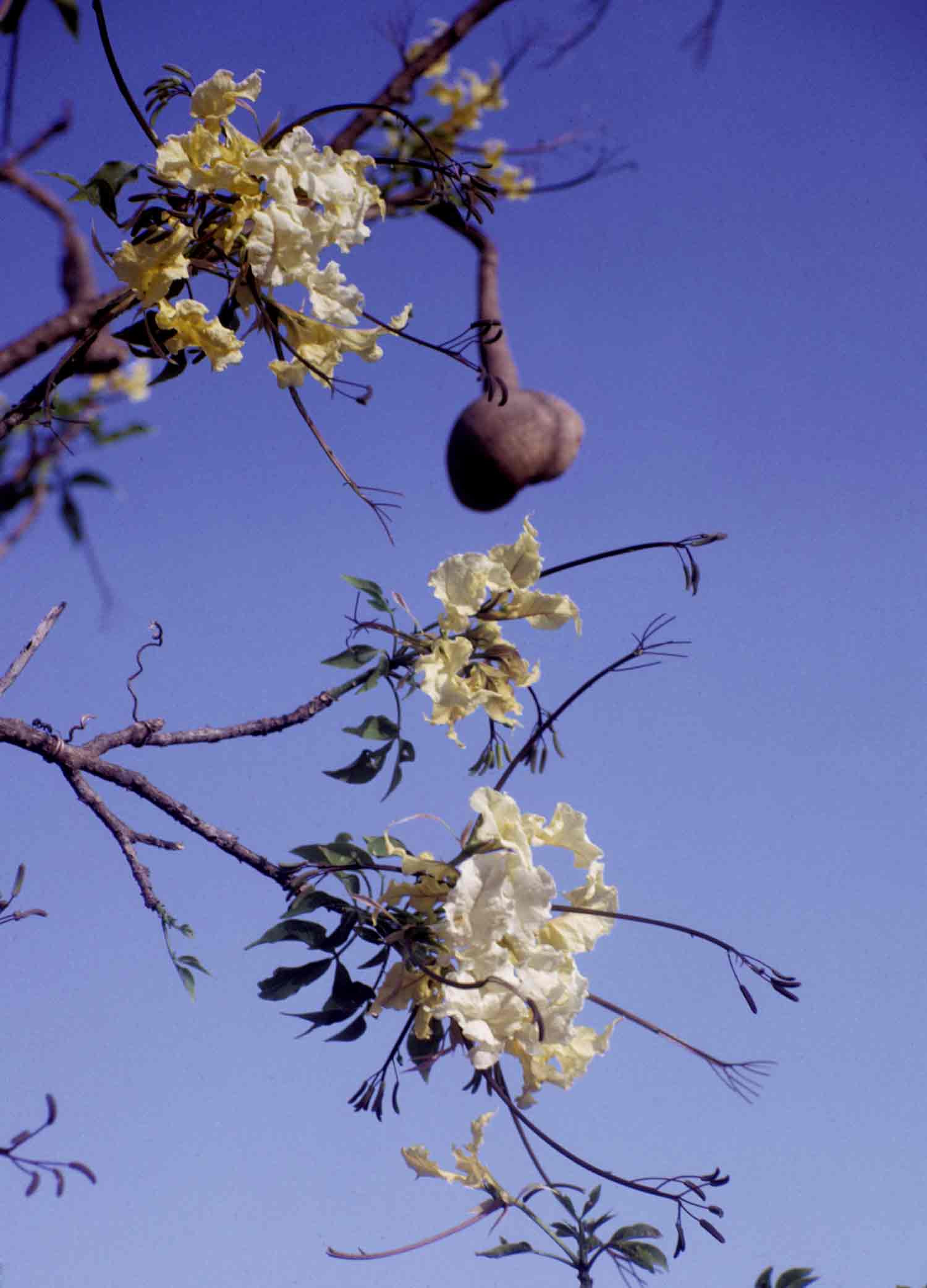 Cladostemon kirkii
