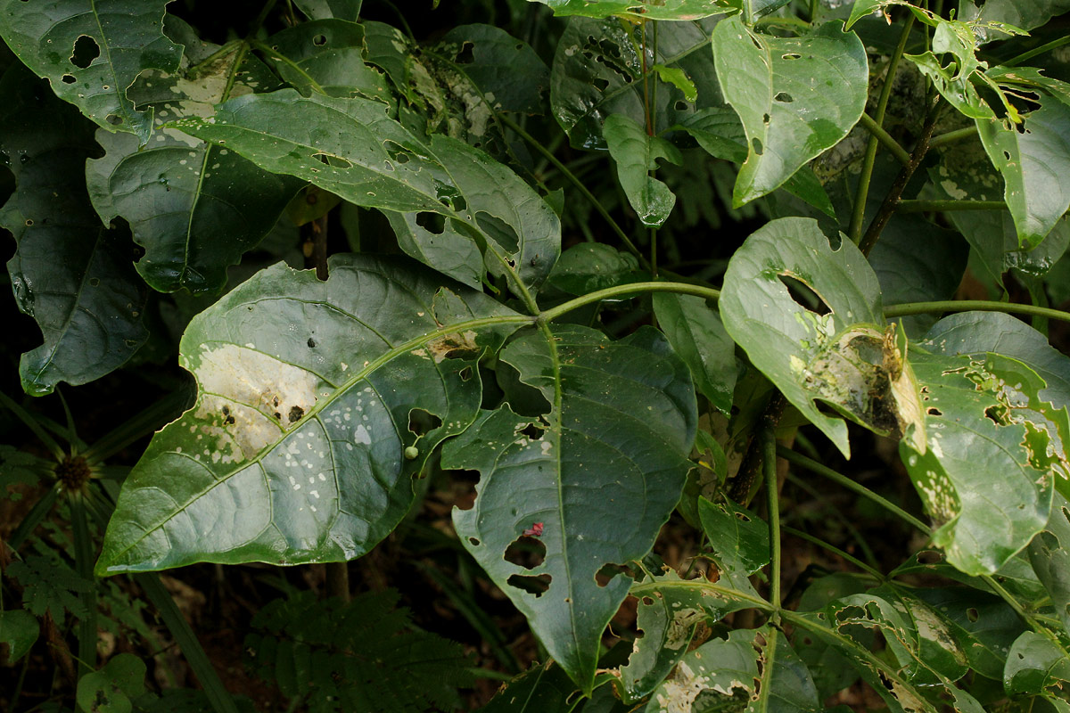 Cladostemon kirkii