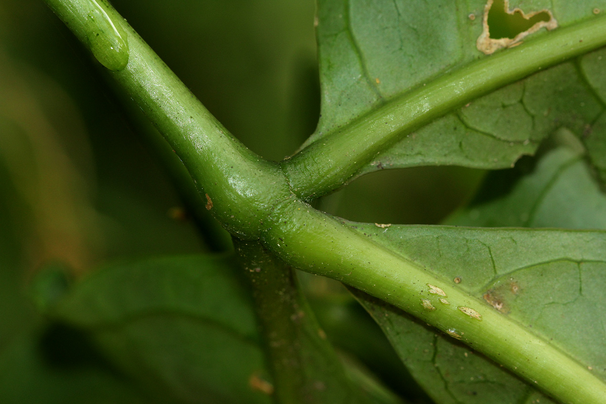 Cladostemon kirkii