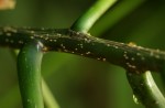 Cladostemon kirkii
