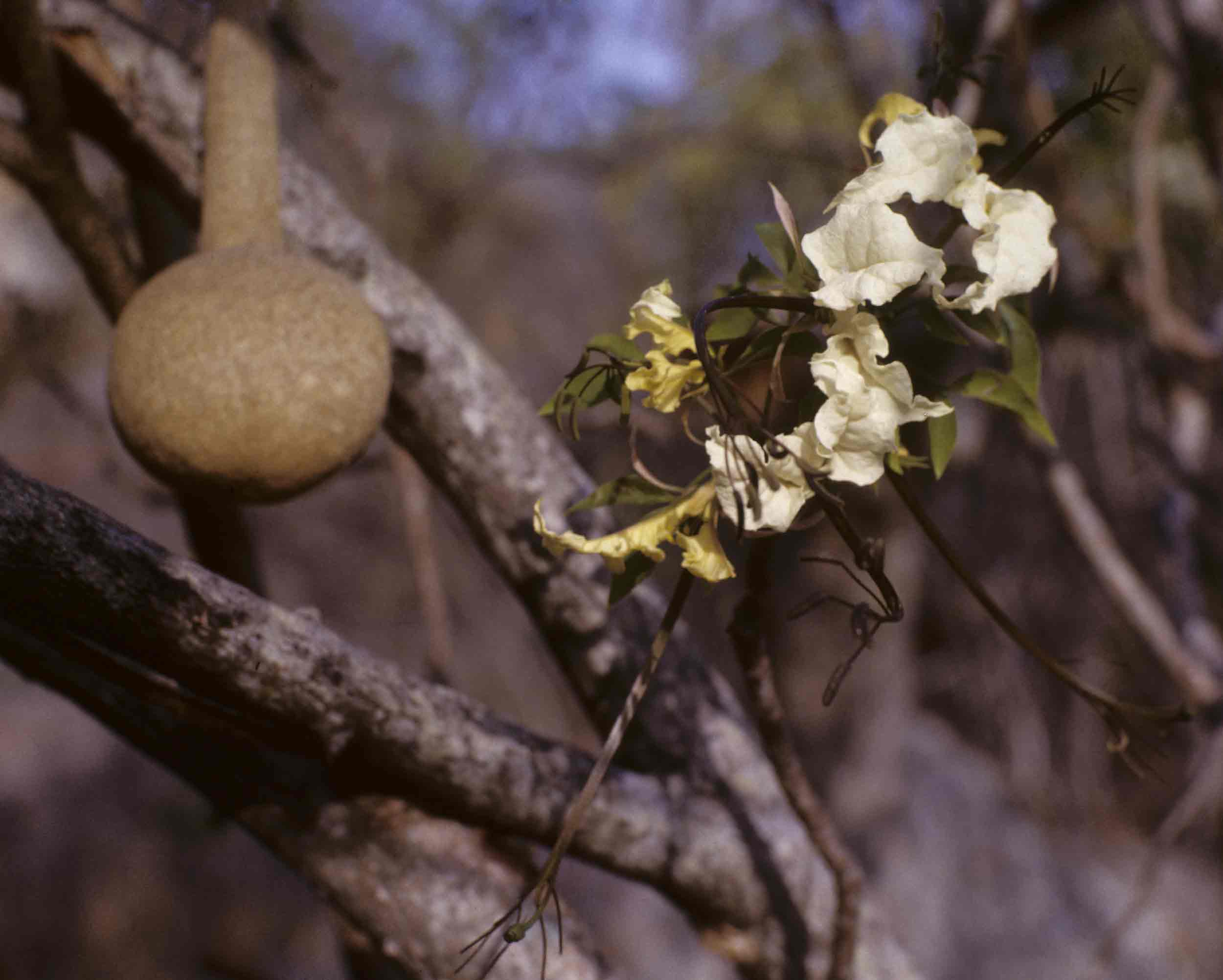 Cladostemon kirkii