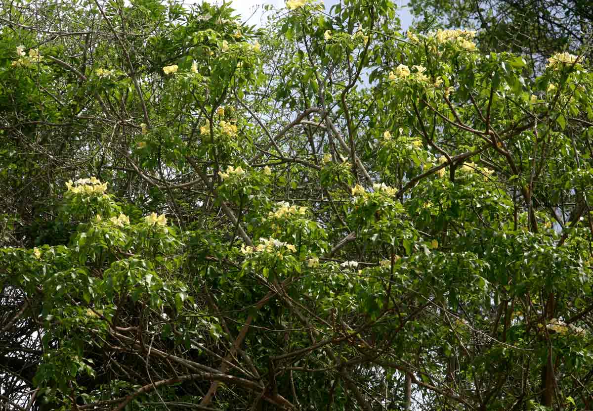 Cladostemon kirkii