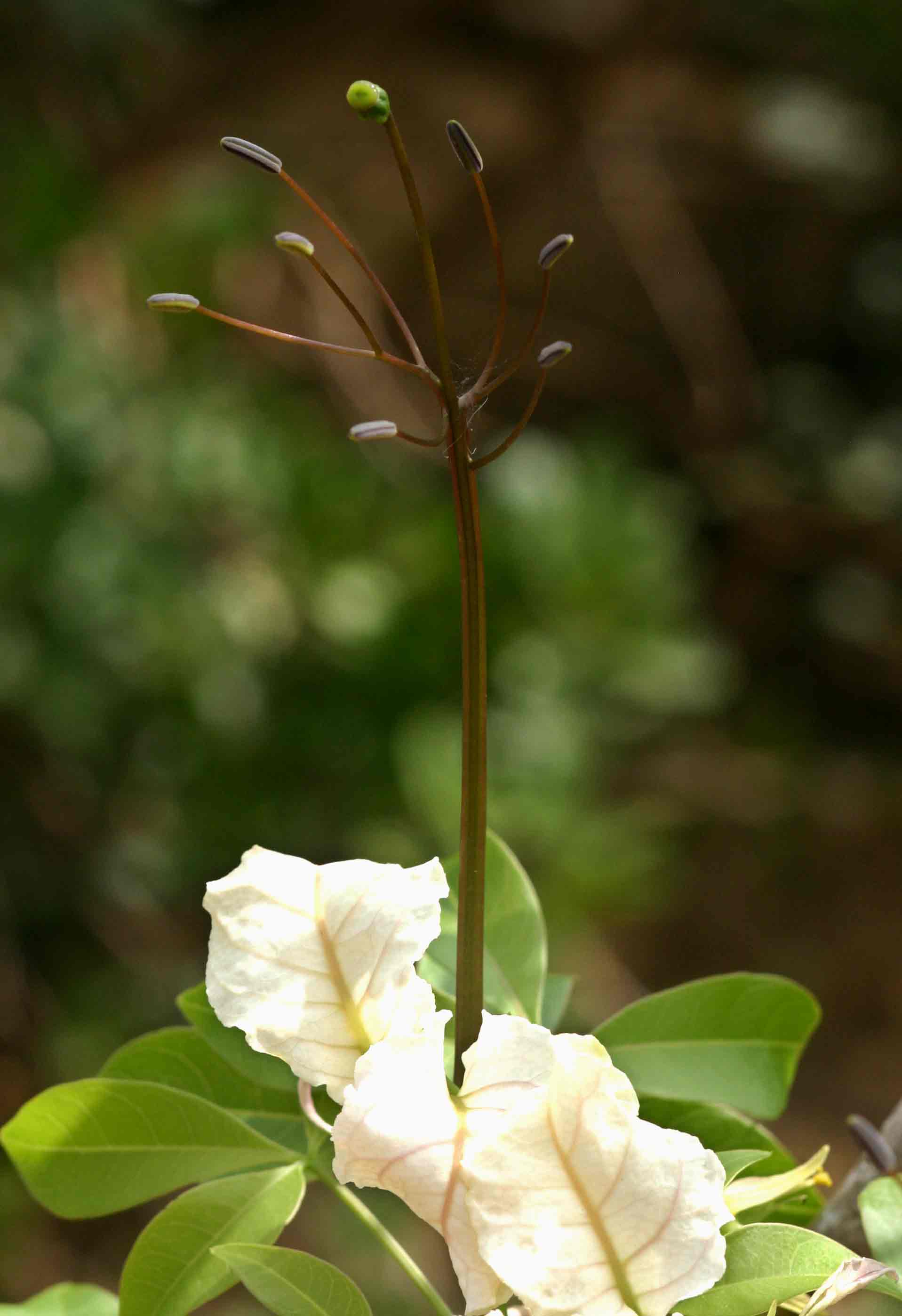 Cladostemon kirkii