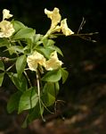 Cladostemon kirkii