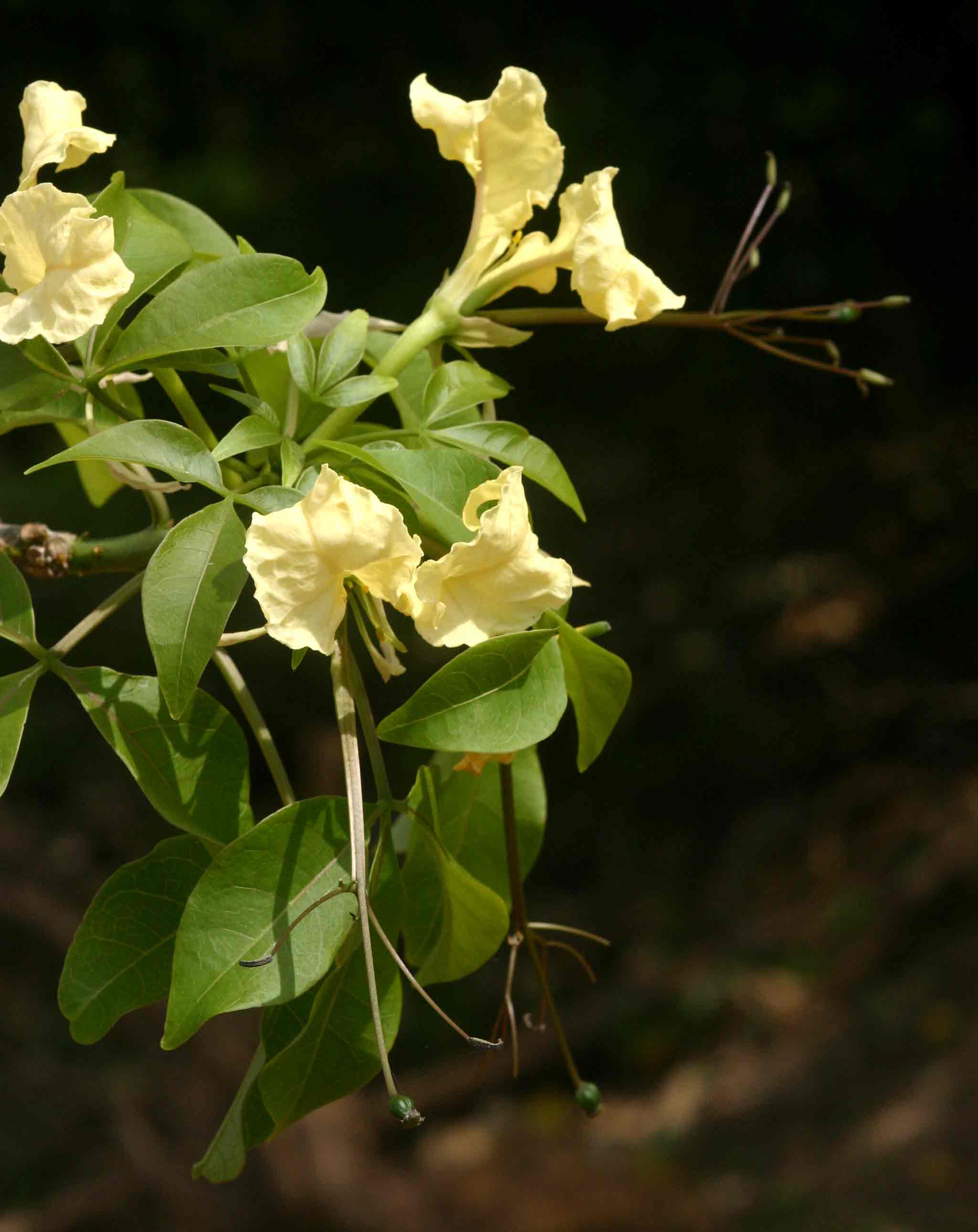 Cladostemon kirkii