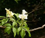 Cladostemon kirkii
