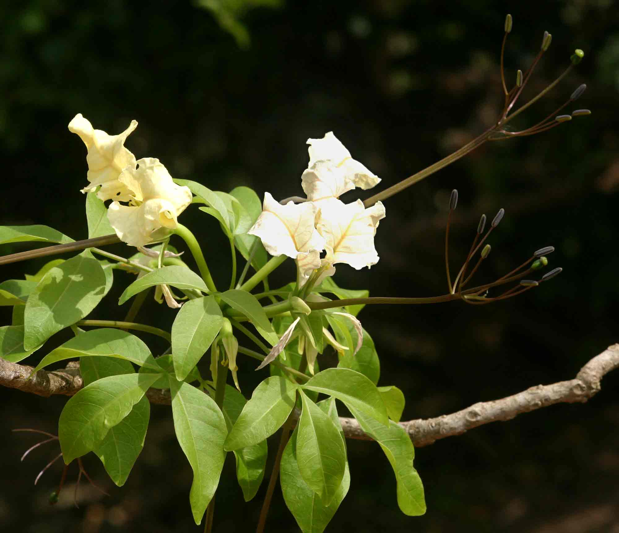 Cladostemon kirkii