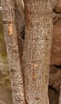Boscia integrifolia