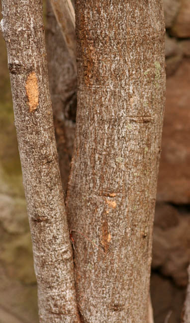 Boscia integrifolia