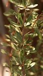 Boscia integrifolia