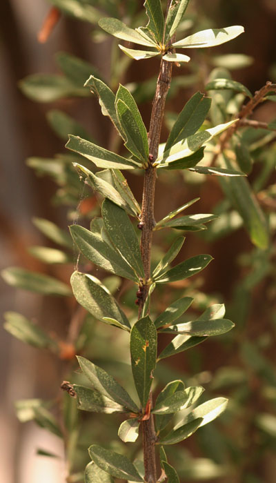 Boscia integrifolia
