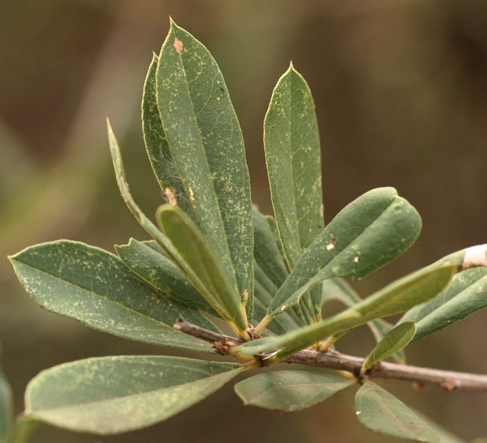 Boscia integrifolia