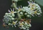 Boscia integrifolia