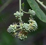 Boscia integrifolia