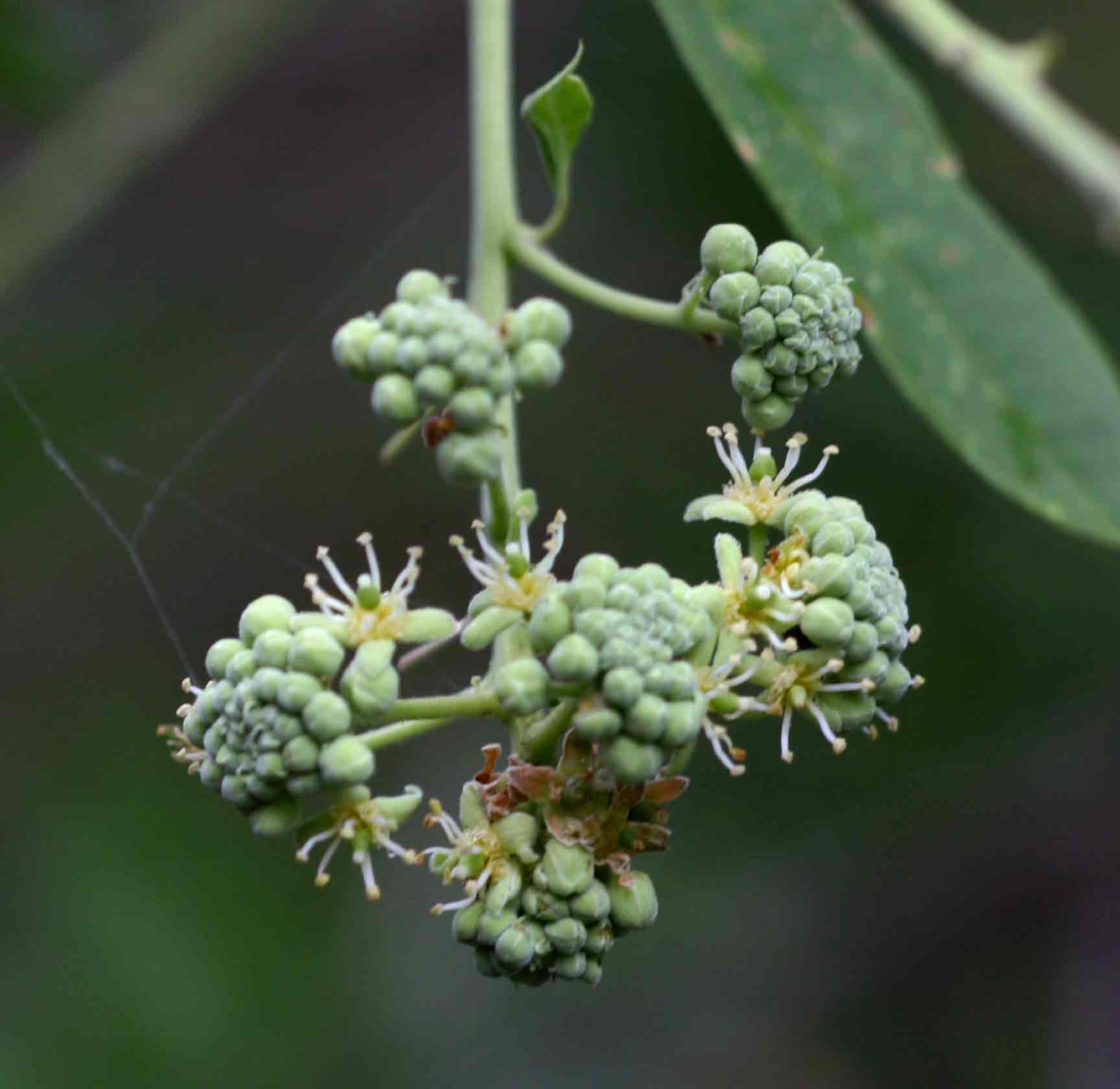 Boscia integrifolia